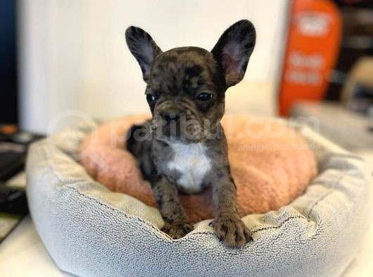 Merle French Bulldog görsel