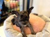 Merle French Bulldog