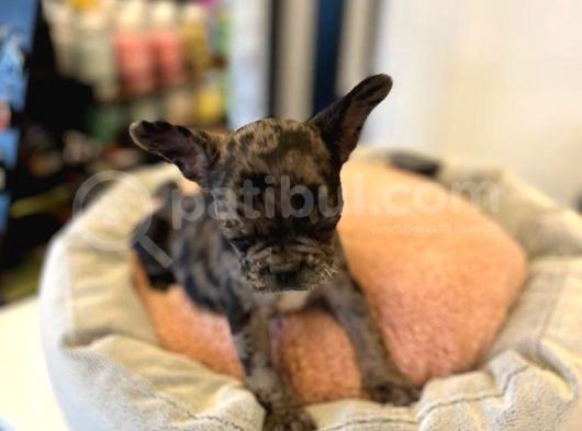 Merle French Bulldog görsel