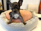 Merle French Bulldog
