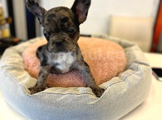 Merle French Bulldog görsel