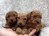 Show Kalite Toy Poodle Yavrular