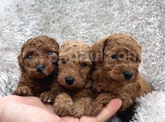 Show Kalite Toy Poodle Yavrular