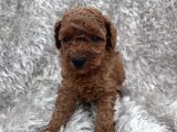 Show Kalite Toy Poodle Yavrular