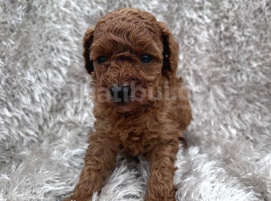Show Kalite Toy Poodle Yavrular görsel