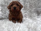 Show Kalite Toy Poodle Yavrular