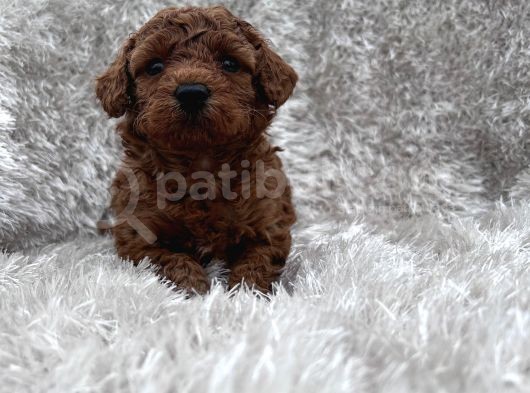 Show Kalite Toy Poodle Yavrular görsel