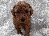 Show Kalite Toy Poodle Yavrular