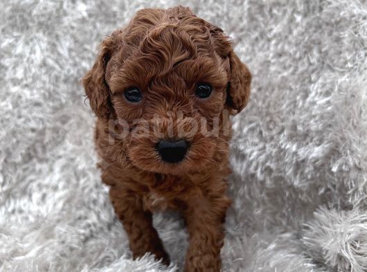 Show Kalite Toy Poodle Yavrular görsel