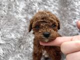 Show Kalite Toy Poodle Yavrular