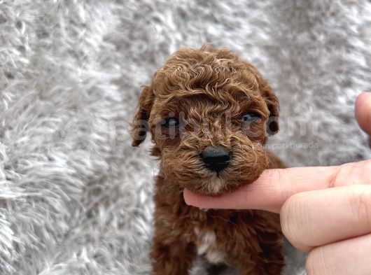 Show Kalite Toy Poodle Yavrular görsel