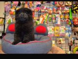 Siyah Chow Chow Yavrulari