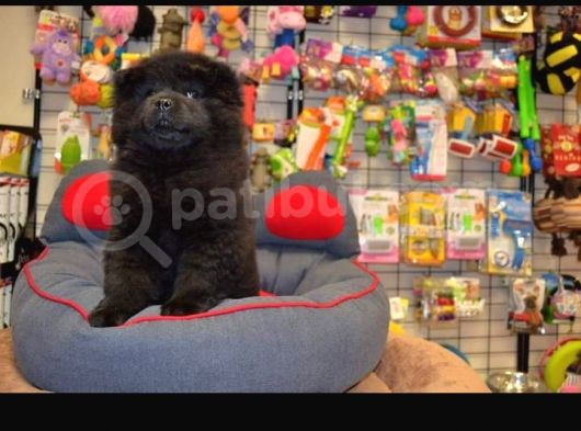 Siyah Chow Chow Yavrulari görsel