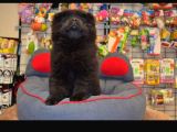 Siyah Chow Chow Yavrulari