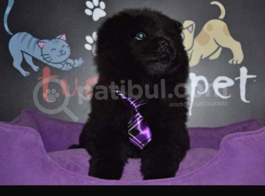 Siyah Chow Chow Yavrulari