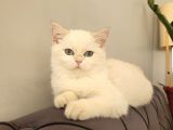 Full Secereli Golden Point British Shorthair Kızımız
