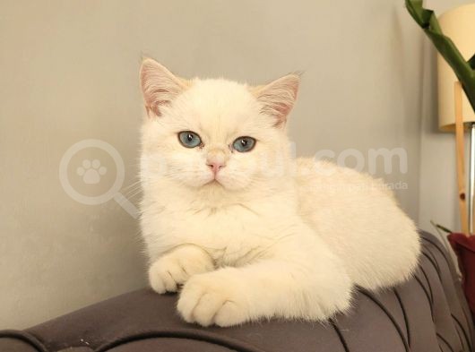 Full Secereli Golden Point British Shorthair Kızımız görsel
