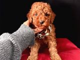 Uysal Bir O Kadar Zeki Toy Poodle Yavrular 
