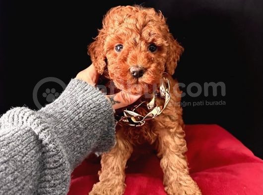 Uysal Bir O Kadar Zeki Toy Poodle Yavrular  görsel