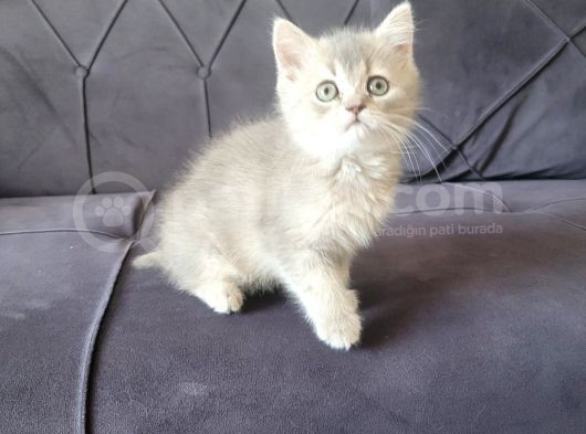 Mırmırcı Kızımız Yeni Ailesini Arıyor görsel