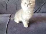 Mırmırcı Kızımız Yeni Ailesini Arıyor