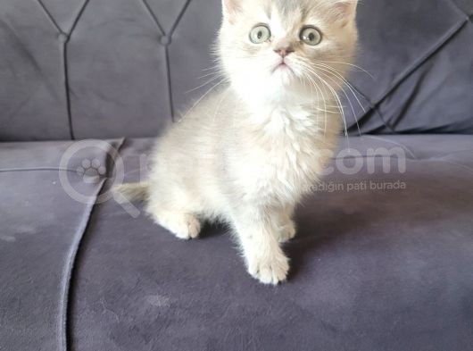 Mırmırcı Kızımız Yeni Ailesini Arıyor görsel