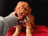 Uysal Bir O Kadar Zeki Toy Poodle Yavrular 