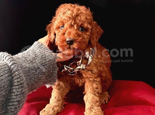 Uysal Bir O Kadar Zeki Toy Poodle Yavrular  görsel