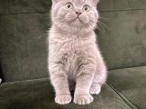 Lilac British Shorthair Yavrumuz