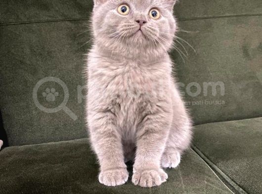 Lilac British Shorthair Yavrumuz görsel