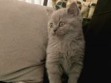 Lilac British Shorthair Yavrumuz