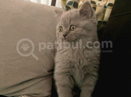 Lilac British Shorthair Yavrumuz görsel