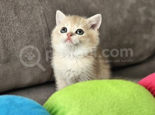 British Longhair Mavi Gözlü Beyaz Erkek İstanbul Izmir Elden görsel