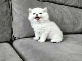 British longhair mavi gözlü beyaz erkek İstanbul izmir Elden