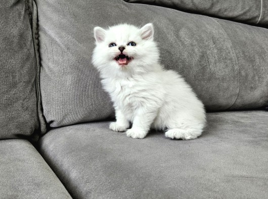 British Longhair Mavi Gözlü Beyaz Erkek İstanbul Izmir Elden