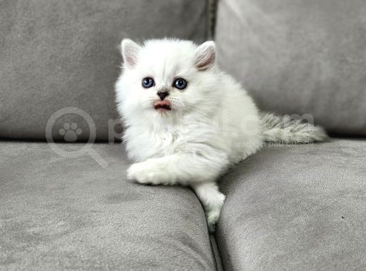 British Longhair Mavi Gözlü Beyaz Erkek İstanbul Izmir Elden görsel