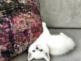 British Longhair Mavi Gözlü Beyaz Erkek İstanbul Izmir Elden