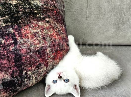 British Longhair Mavi Gözlü Beyaz Erkek İstanbul Izmir Elden görsel