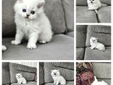 British Longhair Mavi Gözlü Beyaz Erkek İstanbul Izmir Elden