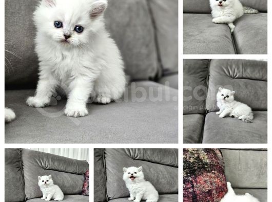 British Longhair Mavi Gözlü Beyaz Erkek İstanbul Izmir Elden görsel