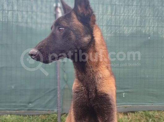 Oyuncu Sosyal Balçika Kurdu görsel