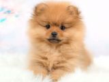 POMERRİAN BOO AYI SURATLI 