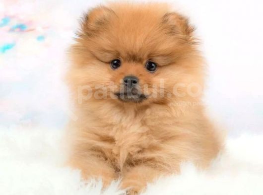 Pomerri̇an Boo Ayi Suratli 