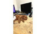 Dünyalar tatlısı toy poodle