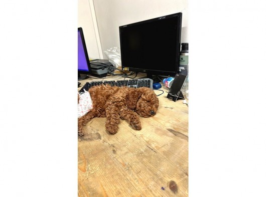 Dünyalar Tatlısı Toy Poodle