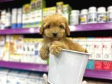 TOOY POODLE YAVRUMUZ 