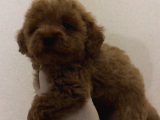 Maltipoo F2