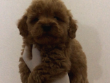 Maltipoo f2