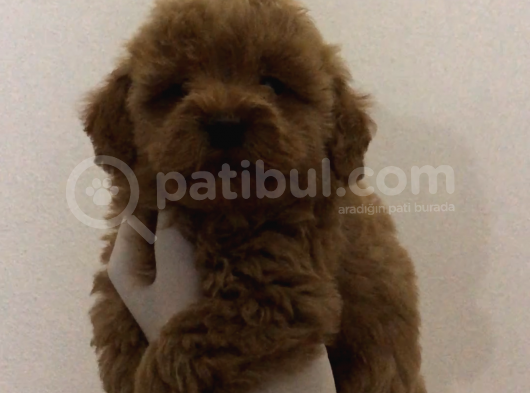 Maltipoo F2
