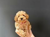 Kilo Ve Sağlık Garantili Aşılı Toy Benekler